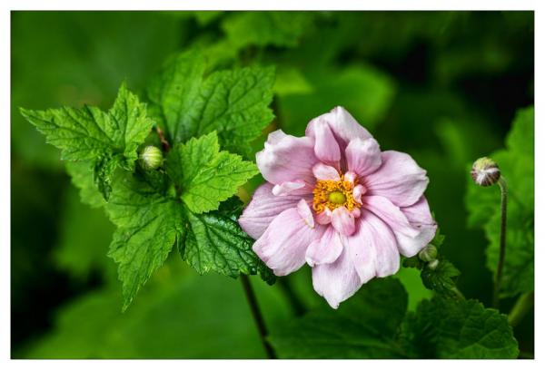 Mount Usher Gardens