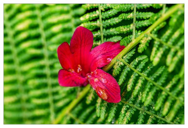 Mount Usher Gardens