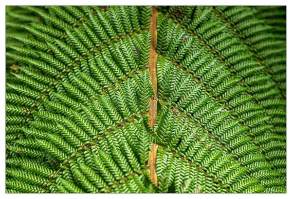 Mount Usher Gardens