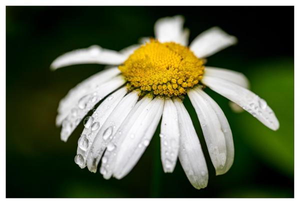 Mount Usher Gardens
