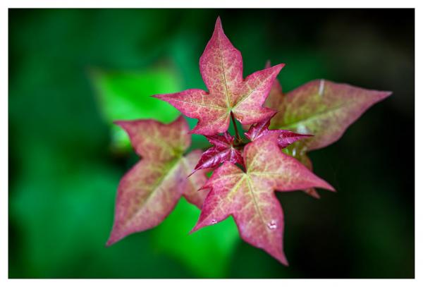 Mount Usher Gardens