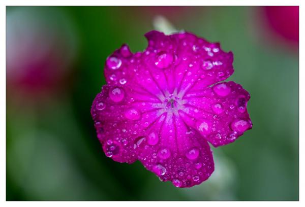 Mount Usher Gardens