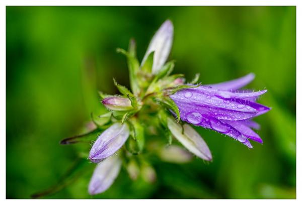 Mount Usher Gardens