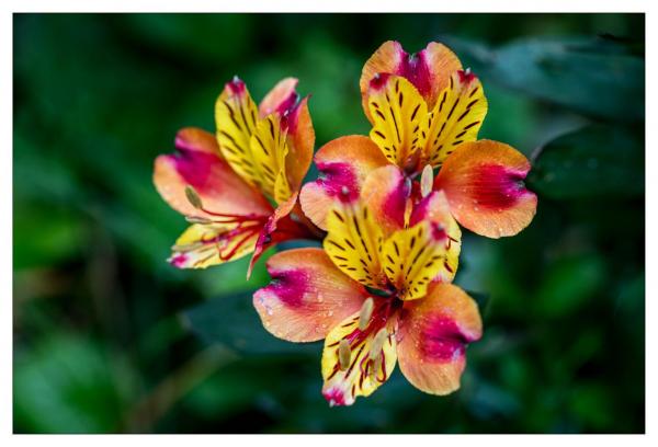 Mount Usher Gardens