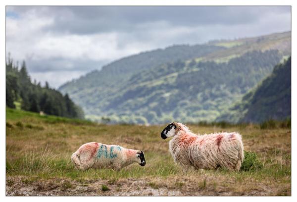 Glendalough