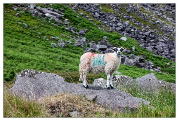 Glendalough