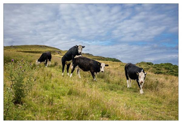 Irlande