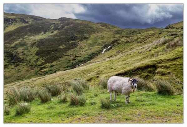 Donegal
