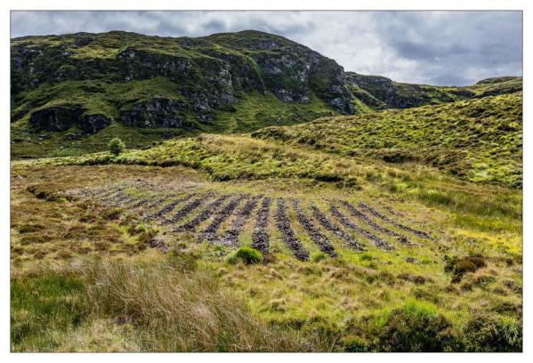 Donegal