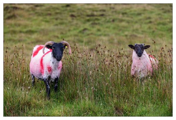 Donegal