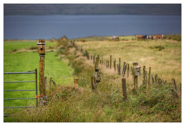 Donegal
