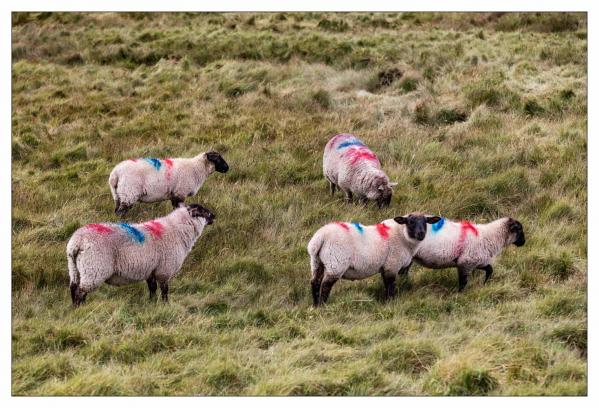 Donegal