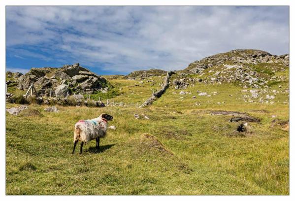 Donegal