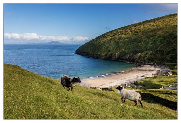 Donegal