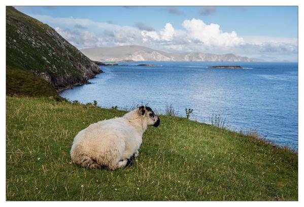 Donegal