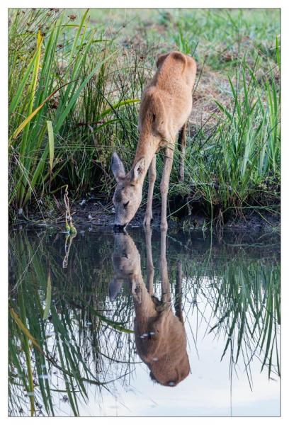 Le Teich