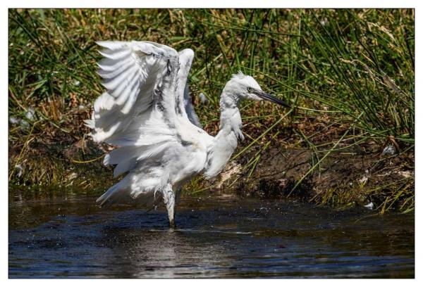 Le Teich