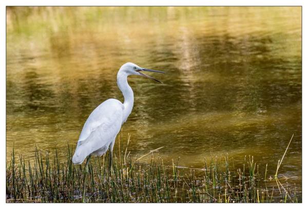 Le Teich