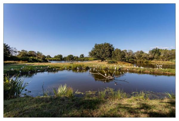 Le Teich
