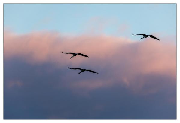 Grues
