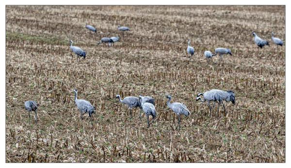 Grues
