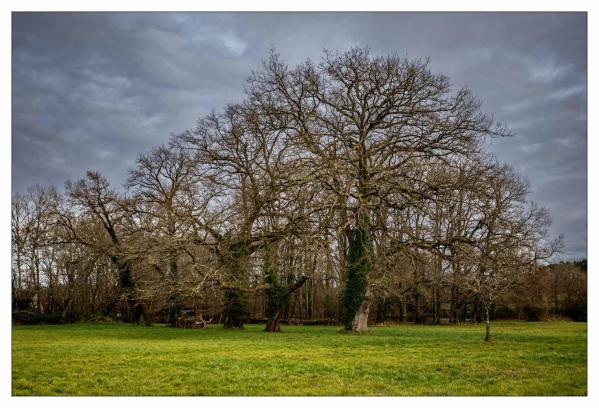Sologne