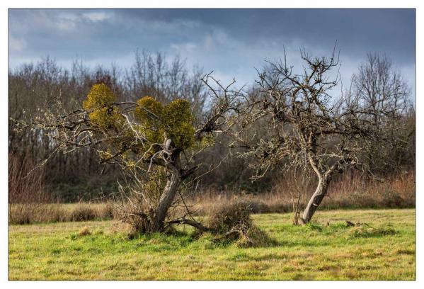 Sologne