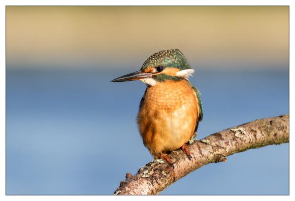 Bords de Loire