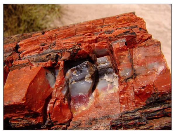 Petrified Forest