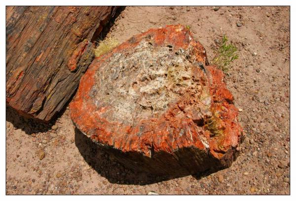 Petrified Forest