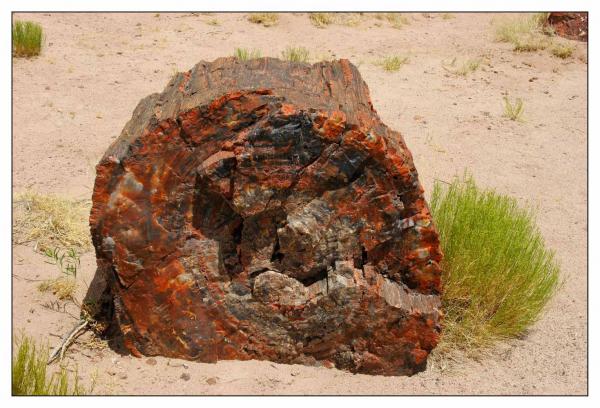 Petrified Forest