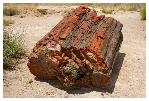 Petrified Forest