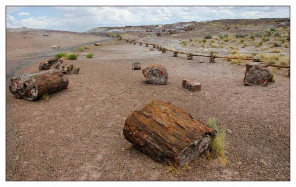 Petrified Forest