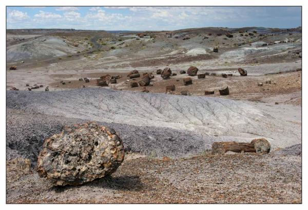 Petrified Forest