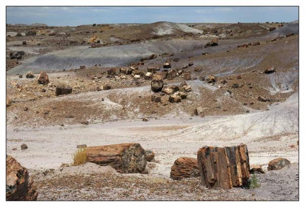 Petrified Forest