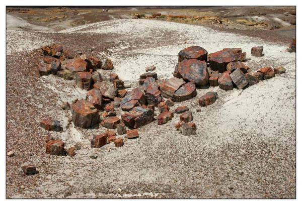 Petrified Forest