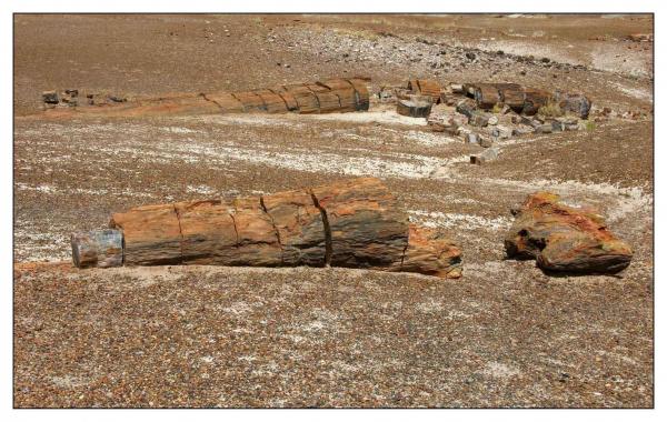 Petrified Forest