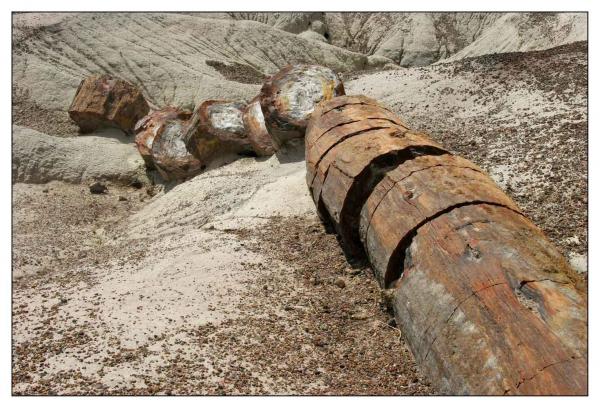 Petrified Forest