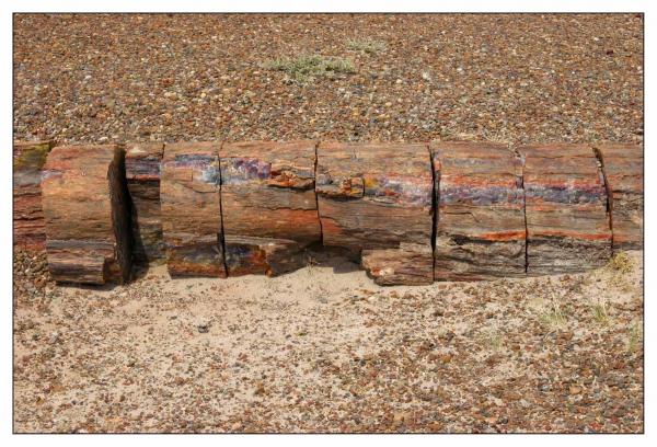 Petrified Forest