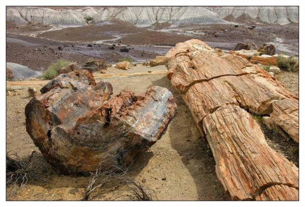 Petrified Forest