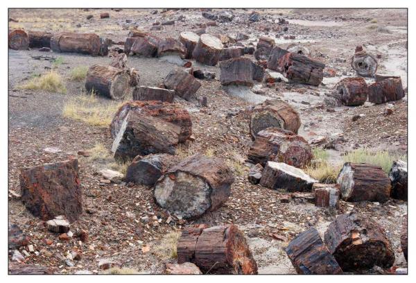 Petrified Forest