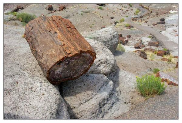 Petrified Forest