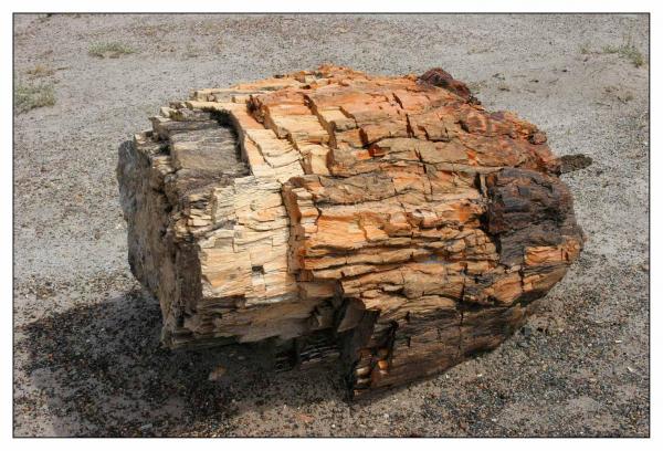 Petrified Forest
