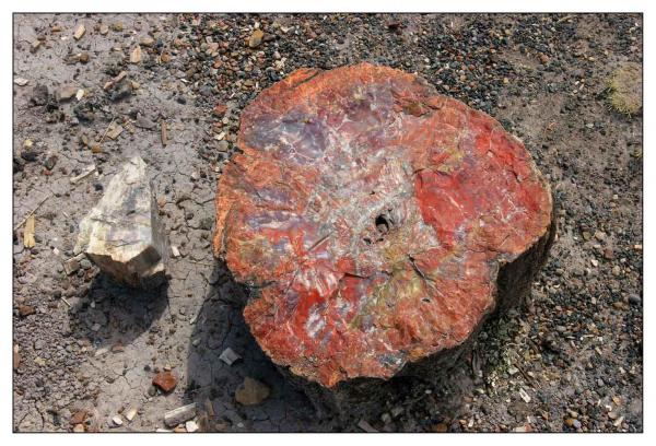 Petrified Forest